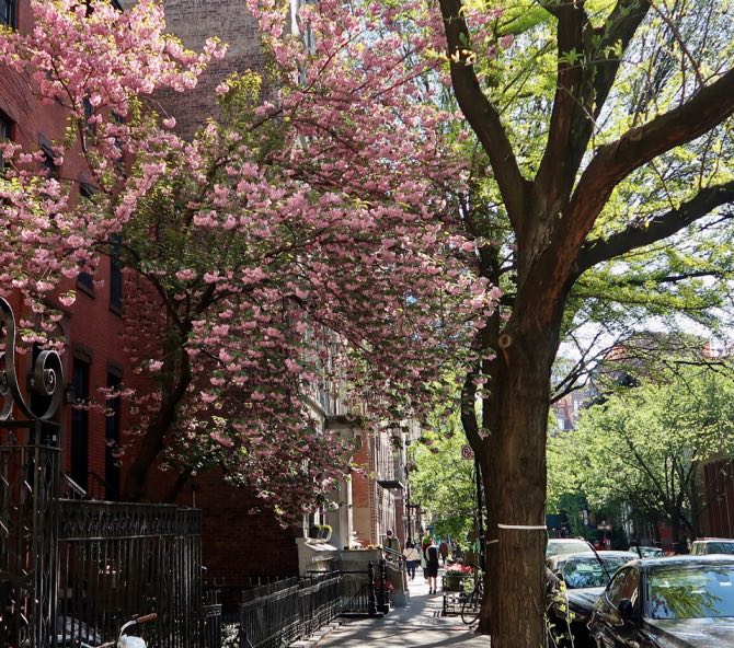 Cherry Blossoms on 11th Street – Stacy Horn