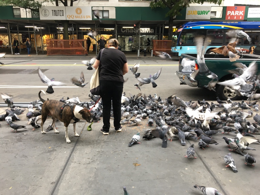 Feeding Pigeons in New York City